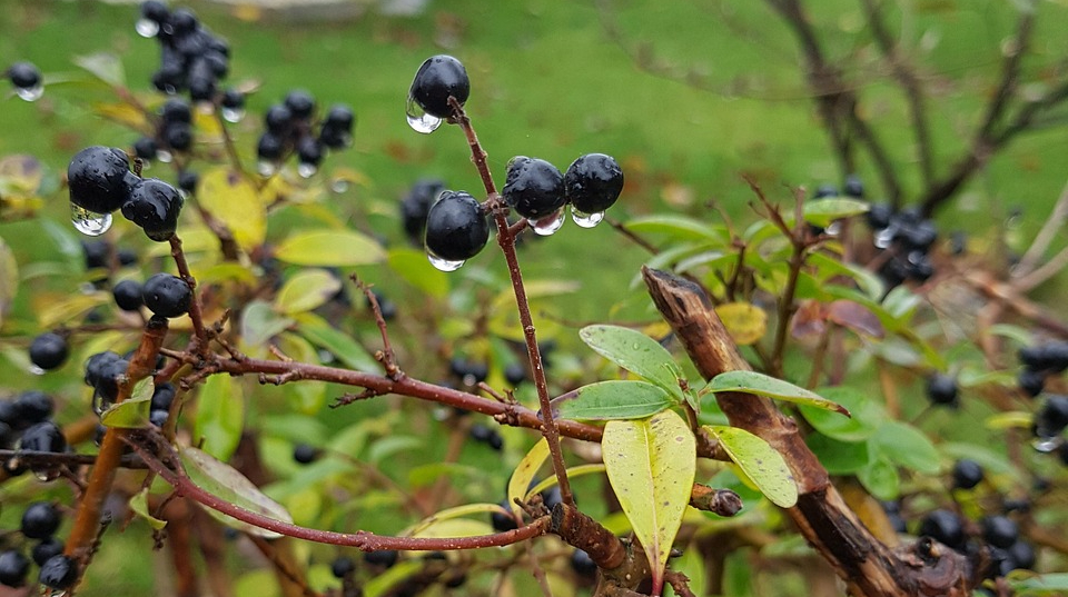 У середу в Україні подекуди дощитиме, надалі – без опадів
