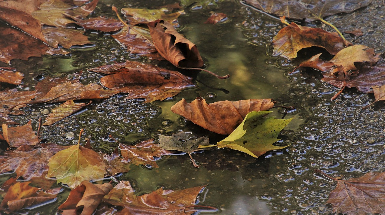 Невеликі дощі і туман – погода на найближчі дні