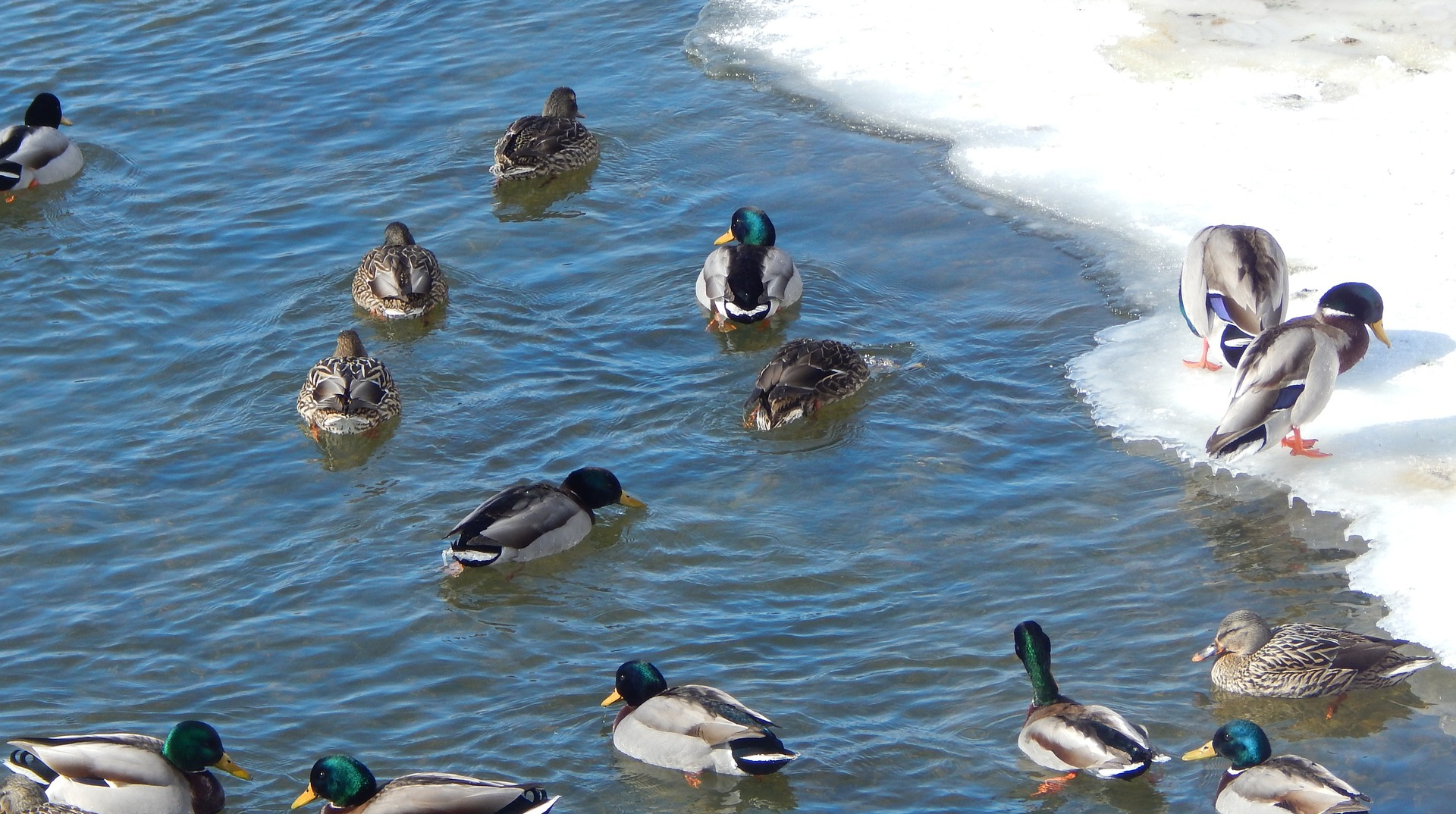 На вихідних в Україні сніжитиме, на півдні і заході вдень до +5°