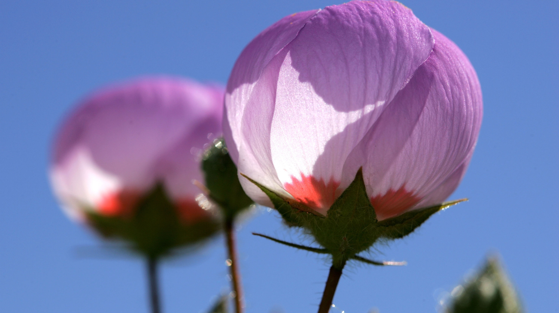 Синоптики прогнозують в Україні теплу і суху погоду найближчими днями