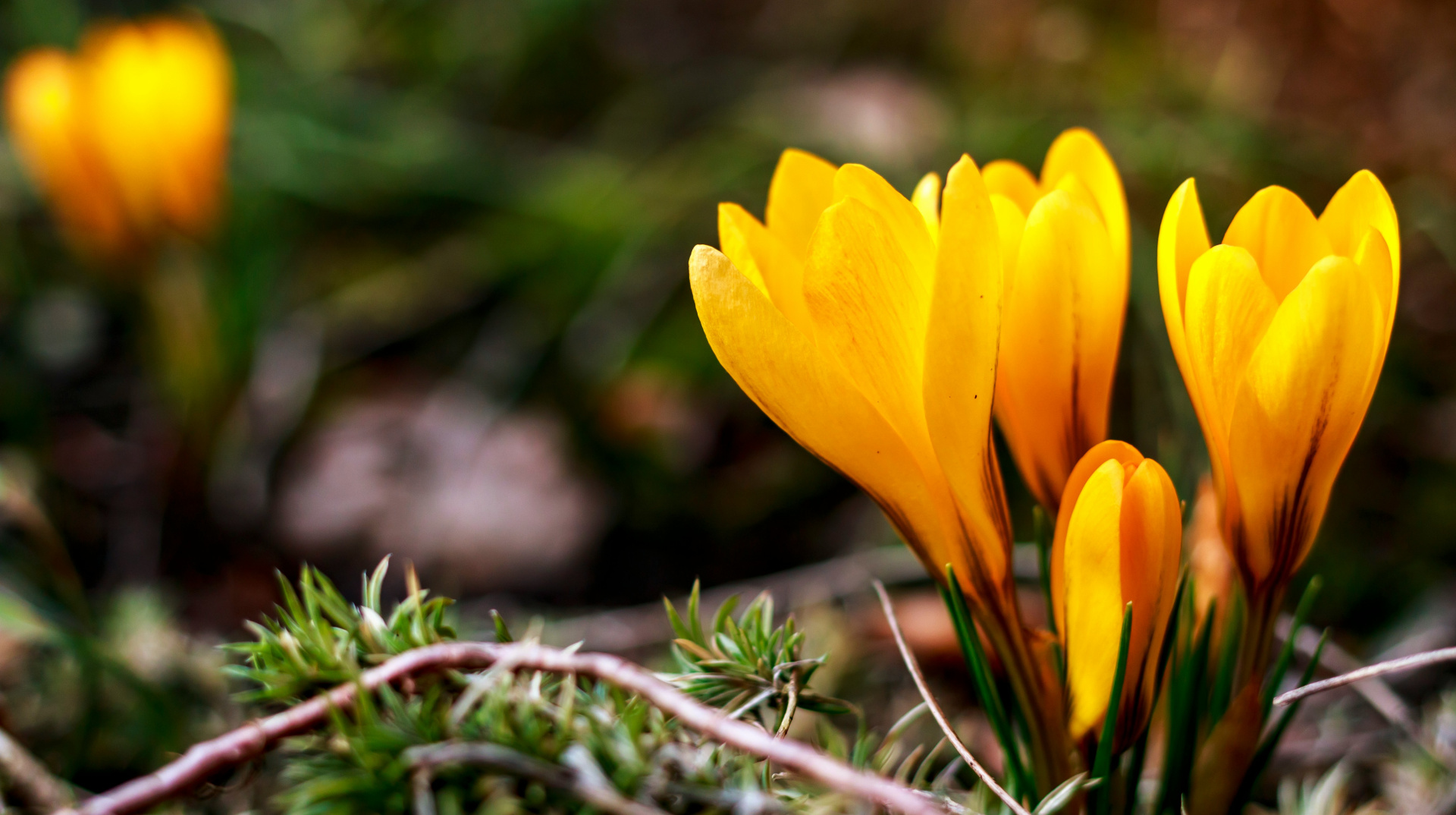 До Києва завітала метеорологічна весна
