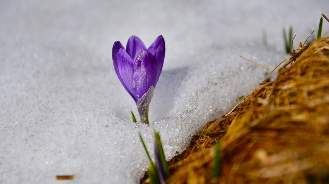 В Україні прогнозують до 18° тепла